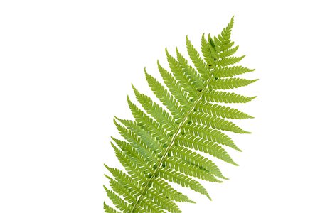 fern - Close up of Fern Leaf, white background, Studio Shot. Stock Photo - Premium Royalty-Free, Code: 600-08171810