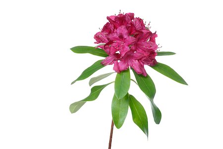 fuchsia colour - Pink Rhododendron, white background, studio shot on white background. Stock Photo - Premium Royalty-Free, Code: 600-08171811