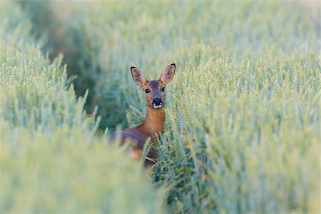simsearch:600-06899747,k - Female Roe Deer (Capreolus capreolus) in Wheat Field, Hesse, Germany Stock Photo - Premium Royalty-Free, Code: 600-08209970