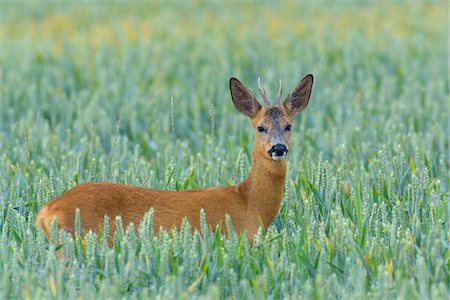 simsearch:600-06899747,k - European Roebuck (Capreolus capreolus) in Corn Field, Hesse, Germany Stock Photo - Premium Royalty-Free, Code: 600-08209972