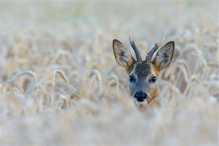 simsearch:600-08210007,k - European Roebuck (Capreolus capreolus) in Wheat Field, Hesse, Germany Stock Photo - Premium Royalty-Free, Code: 600-08209988