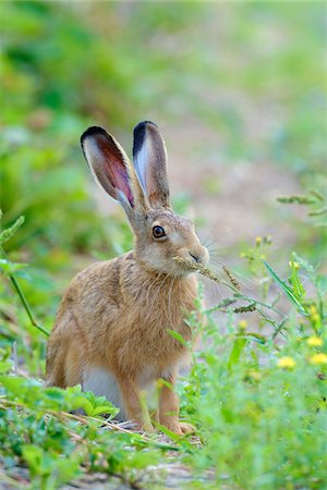 simsearch:600-08210007,k - European Brown Hare (Lepus europaeus), Hesse, Germany Stock Photo - Premium Royalty-Free, Code: 600-08209996