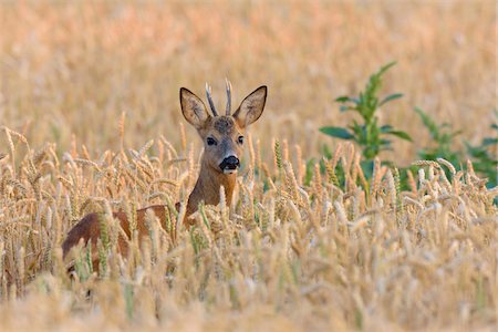 simsearch:600-06899747,k - European Roebuck (Capreolus capreolus) in Wheat Field, Hesse, Germany Stock Photo - Premium Royalty-Free, Code: 600-08210005