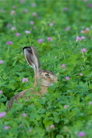 simsearch:700-03368503,k - European Brown Hare (Lepus europaeus), Hesse, Germany Stock Photo - Premium Royalty-Free, Code: 600-08210008