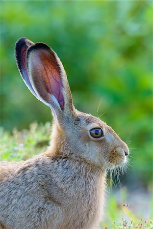 simsearch:600-08210007,k - European Brown Hare (Lepus europaeus), Hesse, Germany Stock Photo - Premium Royalty-Free, Code: 600-08210000