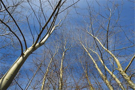 Looking up at Bare Deciduous Treetops, Freudenberg, Main-Tauber-District, Baden-Wurttemberg, Germany Stock Photo - Premium Royalty-Free, Code: 600-08232259