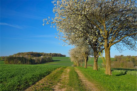 simsearch:600-08232277,k - Dirt Road through Field with Blooming Cherry Tree in Spring, Reichartshausen, Amorbach, Odenwald, Bavaria, Germany Stock Photo - Premium Royalty-Free, Code: 600-08232264