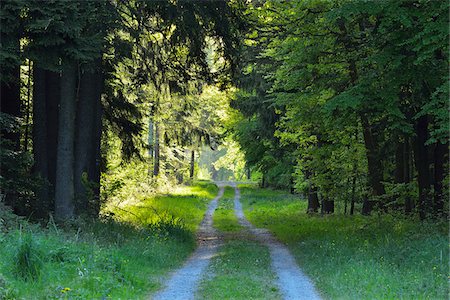 Forest Road in Spring, Wenschdorf, Miltenberg, Odenwald, Bavaria, Germany Photographie de stock - Premium Libres de Droits, Code: 600-08232303