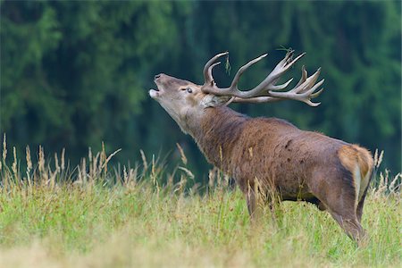 Bellowing Male Red Deer (Cervus elaphus) in Rutting Season, Germany Stock Photo - Premium Royalty-Free, Code: 600-08232372