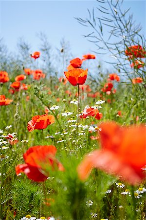 poppy - Red Field Poppies and Camomile in Meadow in Summer, Denmark Stock Photo - Premium Royalty-Free, Code: 600-08274315