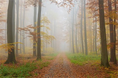 simsearch:600-07810455,k - Path through Misty European Beech (Fagus sylvatica) Forest in Autumn, Spessart, Bavaria, Germany Stock Photo - Premium Royalty-Free, Code: 600-08280377