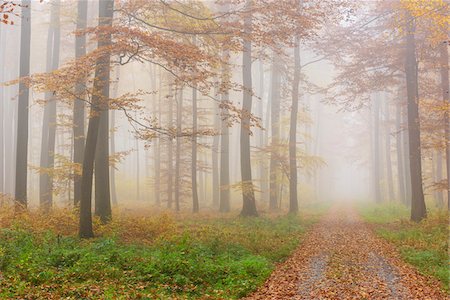 simsearch:600-07810455,k - Path through Misty European Beech (Fagus sylvatica) Forest in Autumn, Spessart, Bavaria, Germany Stock Photo - Premium Royalty-Free, Code: 600-08280379
