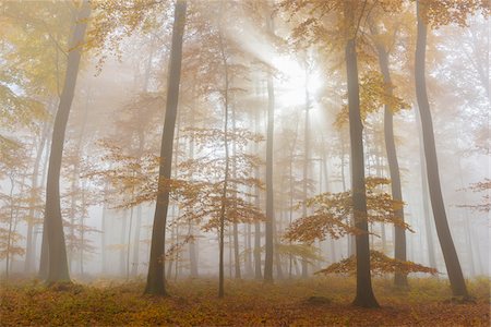 simsearch:600-07810455,k - Sunbeams in European Beech (Fagus sylvatica) Forest in Autumn, Spessart, Bavaria, Germany Stock Photo - Premium Royalty-Free, Code: 600-08280380