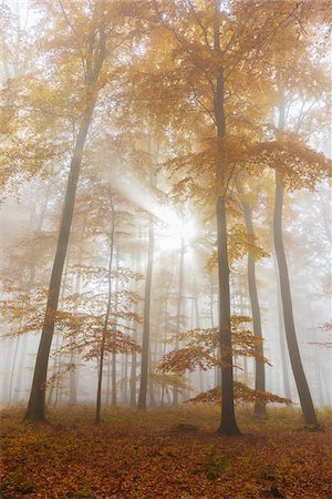 simsearch:600-06397426,k - Sunbeams in European Beech (Fagus sylvatica) Forest in Autumn, Spessart, Bavaria, Germany Foto de stock - Sin royalties Premium, Código: 600-08280381