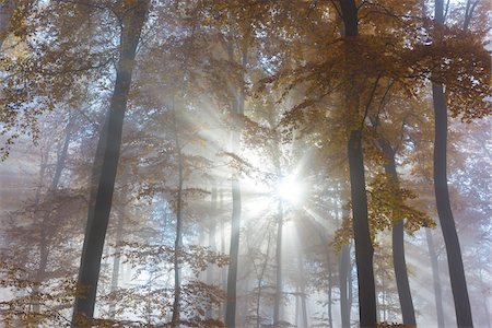 simsearch:600-06397426,k - Sunbeams in European Beech (Fagus sylvatica) Forest in Autumn, Spessart, Bavaria, Germany Foto de stock - Sin royalties Premium, Código: 600-08280382