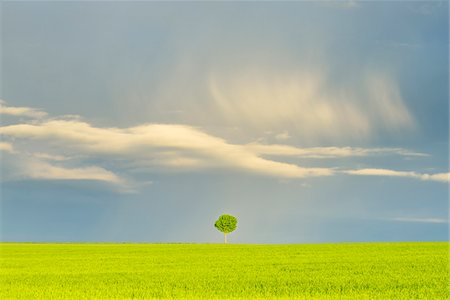 simsearch:600-07519302,k - Maple Tree in Grain Field with Stormy Sky in Spring, Bad Mergentheim, Baden-Wurttemberg, Germany Stock Photo - Premium Royalty-Free, Code: 600-08312080