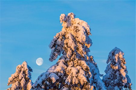 Snow Covered Conifer Trees with Moon. Winter, Grosser Feldberg, Frankfurt, Taunus, Hesse, Germany Stock Photo - Premium Royalty-Free, Code: 600-08353443