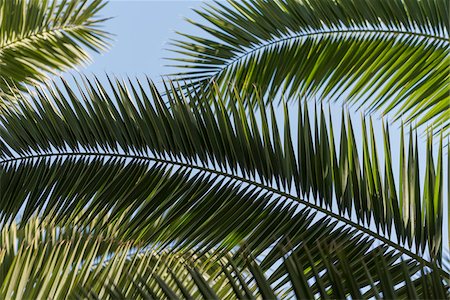 Close-up of palm fronds, Majorelle Gardens, Marrakesh, Morocco, North Africa, Africa Stock Photo - Premium Royalty-Free, Code: 600-08353479