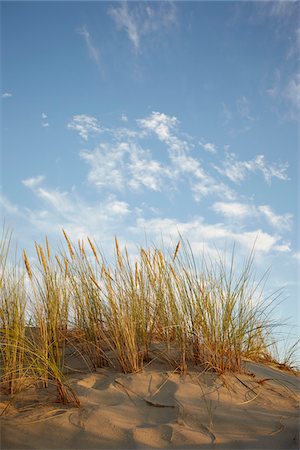simsearch:600-06407758,k - Dune Grass with Warm Sunlight and Sky, Arcachon, Aquitaine, France Foto de stock - Sin royalties Premium, Código: 600-08353495