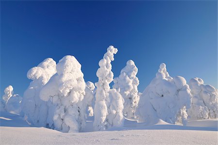 Snow Covered Trees in Winter, Rukatunturi, Kuusamo, Nordoesterbotten, Finland Stock Photo - Premium Royalty-Free, Code: 600-08353518