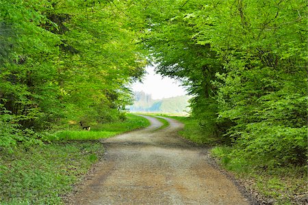 Forest Path in Spring, Wenschdorf, Odenwald, Bavaria, Germany Stock Photo - Premium Royalty-Free, Code: 600-08353531
