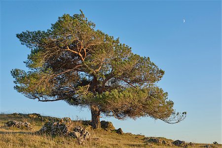 simsearch:600-06486334,k - Scots pine tree (Pinus sylvestris) on hill in autumn, Upper Palatinate, Bavaria, Germany Stock Photo - Premium Royalty-Free, Code: 600-08386090