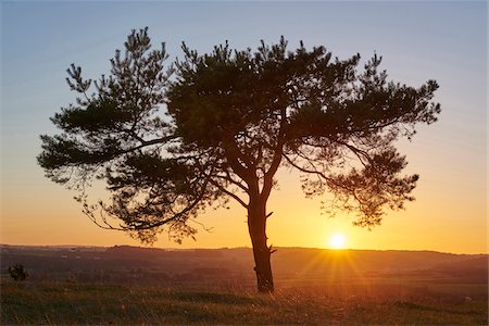 pinaceae - Scenic view of silhouette of Scots pine tree (Pinus sylvestris) at sunset in autumn, Upper Palatinate, Bavaria, Germany Photographie de stock - Premium Libres de Droits, Code: 600-08386091