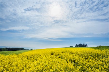 simsearch:600-07519302,k - Canola Field with Sun in Spring, Karbach, Boppard, Rhein-Hunsruck-District, Rhineland-Palatinate, Germany Stock Photo - Premium Royalty-Free, Code: 600-08386225