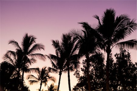 simsearch:600-03290198,k - Silhouette of Palm Trees at Sunset, Wailea, Maui, Hawaii, USA Photographie de stock - Premium Libres de Droits, Code: 600-08519339