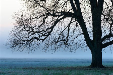 simsearch:600-07519302,k - Chestnut Tree in Morning Mist, Hesse, Germany Stock Photo - Premium Royalty-Free, Code: 600-08519352