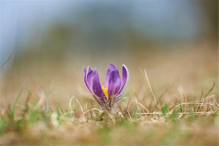 simsearch:600-06486334,k - Close-up of Common Pasque Flower (Pulsatilla vulgaris) Blossom in Spring, Bavaria, Germany Stock Photo - Premium Royalty-Free, Code: 600-08519376