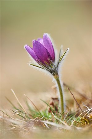simsearch:600-06486334,k - Close-up of Common Pasque Flower (Pulsatilla vulgaris) Blossom in Spring, Bavaria, Germany Stock Photo - Premium Royalty-Free, Code: 600-08519377