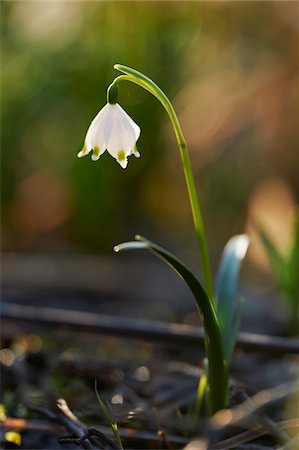 simsearch:600-06486334,k - Close-up of Spring Snowflake (Leucojum vernum) Blooming in Spring, Upper Palatinate, Bavaria, Germany Stock Photo - Premium Royalty-Free, Code: 600-08512501