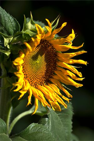 flower macro - Close-up of sunflower Foto de stock - Sin royalties Premium, Código: 600-08523356