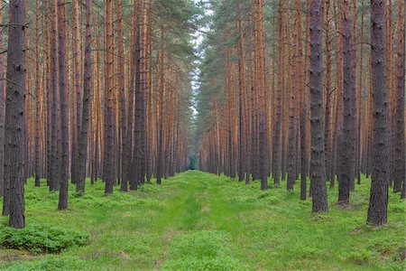 path through woods - Path through Pine Forest, Saxony, Germany Stock Photo - Premium Royalty-Free, Code: 600-08559814