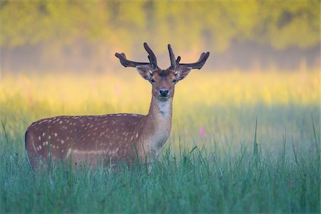 Male Fallow Deer (Cervus dama) in Summer, Hesse, Germany Stock Photo - Premium Royalty-Free, Code: 600-08576224