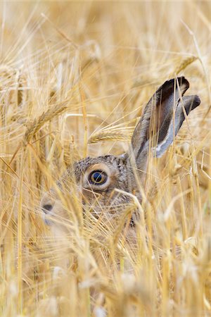 simsearch:600-08210007,k - European Brown Hare (Lepus europaeus) in Grain Field, Hesse, Germany, Stock Photo - Premium Royalty-Free, Code: 600-08576249