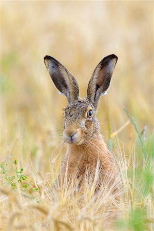 simsearch:600-06899747,k - European Brown Hare (Lepus europaeus) in Grain Field, Hesse, Germany Stock Photo - Premium Royalty-Free, Code: 600-08576251