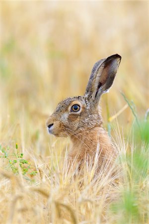 simsearch:600-06899747,k - European Brown Hare (Lepus europaeus) in Grain Field, Hesse, Germany Stock Photo - Premium Royalty-Free, Code: 600-08576252