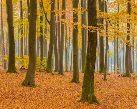Beech Tree Forest in Autumn, Spessart, Bavaria, Germany Stock Photo - Premium Royalty-Free, Code: 600-08578858