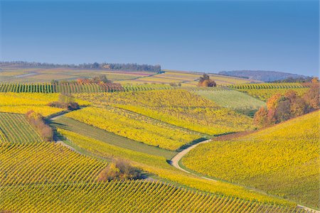 Colorful Vineyards in Autumn, Volkach, Alte Mainschleife, Mainfranken, Franconia, Bavaria, Germany Stock Photo - Premium Royalty-Free, Code: 600-08578867