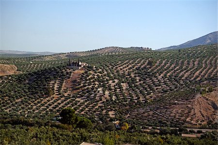 Scenic view of farmland with orchards enroute from Granada to Madrid, Spain Photographie de stock - Premium Libres de Droits, Code: 600-08783029