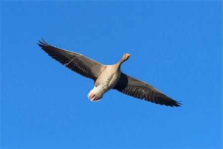 simsearch:700-00168646,k - Greylag Goose (Anser anser) Flying, Hesse, Germany Stock Photo - Premium Royalty-Free, Code: 600-08783146