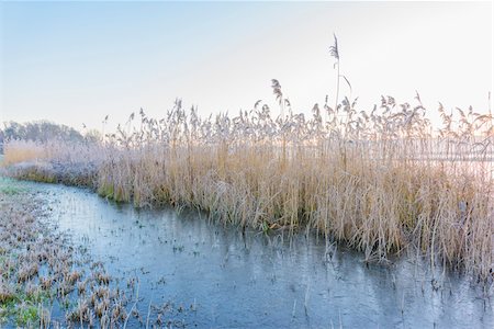 reed (grass) - Reeds Covered in Frost in Winter in Hesse, Germany Stock Photo - Premium Royalty-Free, Code: 600-08797079