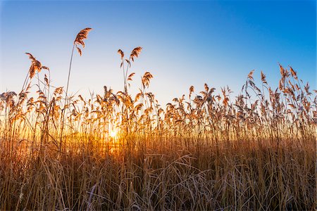 simsearch:600-08783087,k - Reeds at Sunrise in Winter, Hesse, Germany Stock Photo - Premium Royalty-Free, Code: 600-08797081
