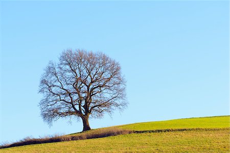 Old Oak Tree in Winter, Odenwald, Hesse, Germany Photographie de stock - Premium Libres de Droits, Code: 600-08797090