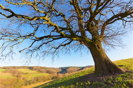 Old Oak Tree in Winter, Odenwald, Hesse, Germany Photographie de stock - Premium Libres de Droits, Code: 600-08797093