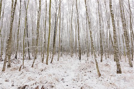 Birch Forest in Winter, Hesse, Germany Stock Photo - Premium Royalty-Free, Code: 600-08821933