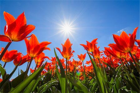 simsearch:600-03484615,k - Red Tulips with Sun in Spring, Abbenes, North Holland, Netherlands Foto de stock - Sin royalties Premium, Código: 600-08865334