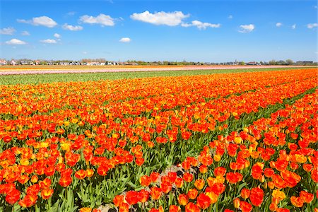 simsearch:600-03484615,k - View over Vibrant Tulip Fields in Spring, Hillegom, South Holland, Netherlands Foto de stock - Sin royalties Premium, Código: 600-08865335